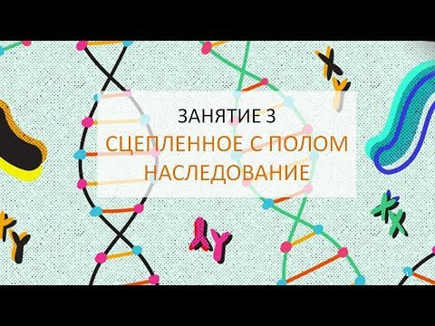 Занятие 3 |  Сцепленное с полом наследование