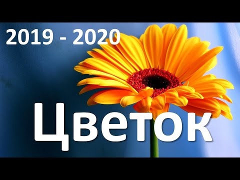 7. Цветок (6 класс) - биология, подготовка к ЕГЭ и ОГЭ 2020 7. Цветок (6 класс) - биология, подготовка к ЕГЭ и ОГЭ 2020