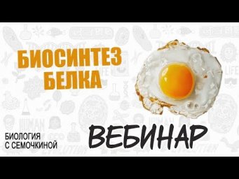 Вебинар | Биосинтез белка