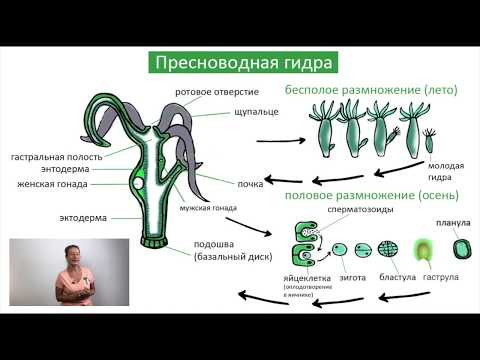 Класс Гидроидные / Жизненный цикл / Биология онлайн с Александрой Соболевой Класс Гидроидные / Жизненный цикл / Биология онлайн с Александрой Соболевой