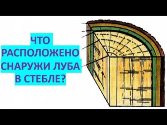 33. Что расположено снаружи луба в стебле?