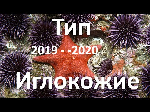14. Иглокожие (7 класс) - биология, подготовка к ЕГЭ и ОГЭ 2020