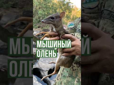 Самое маленькое парнокопытное в мире Самое маленькое парнокопытное в мире