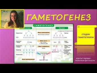 ГАМЕТОГЕНЕЗ (сперматогенез, оогенез)