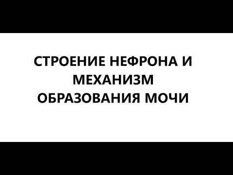Строение нефрона и механизм образования мочи