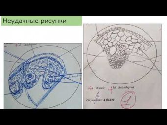 Разбор заданий ЗЭ 2019 - Анатомия растений -10 класс
