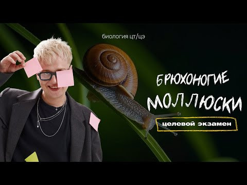 ТИП МОЛЛЮСКИ. КЛАСС БРЮХОНОГИЕ. ПРУДОВИК | Целевой экзамен ТИП МОЛЛЮСКИ. КЛАСС БРЮХОНОГИЕ. ПРУДОВИК | Целевой экзамен