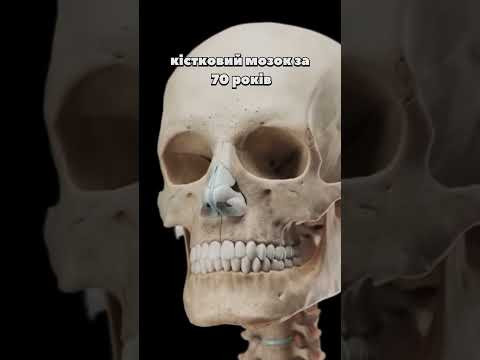 Скільки ж насправді в нас кісток? 206? 207? 208? 209?  #нмт #anatomy #facts #биология #нмт2026