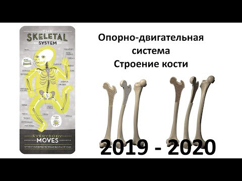 9. Строение кости (8 класс) - биология, подготовка к ЕГЭ и ОГЭ 2020 9. Строение кости (8 класс) - биология, подготовка к ЕГЭ и ОГЭ 2020
