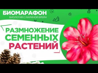 Двойное оплодотворение цветковых растений