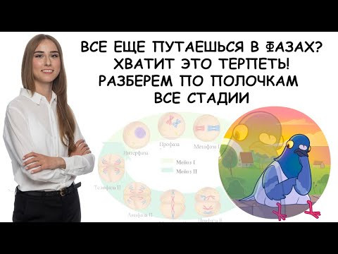 «МЕЙОЗ» | ЕГЭ БИОЛОГИЯ 2019 | Онлайн-школа СОТКА «МЕЙОЗ» | ЕГЭ БИОЛОГИЯ 2019 | Онлайн-школа СОТКА