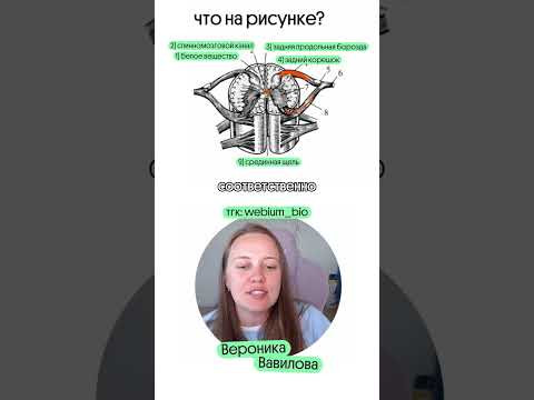 полезные материалы в тгк: @webium_bio #биология #егэ #биологияегэ #вебиум