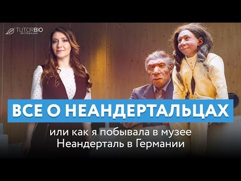 Все о неандертальцах. Реальные находки из Неандерталя в музее Германии.