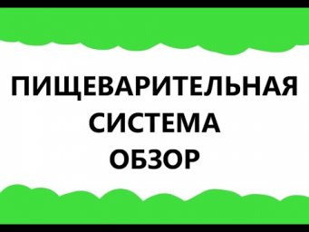 Строение пищеварительной системы. Обзор