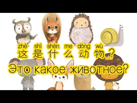 Как задавать вопросы о животных по-китайски, Попробуйте задать вопросы и ответить на них за видео! Как задавать вопросы о животных по-китайски, Попробуйте задать вопросы и ответить на них за видео!