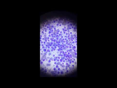 Венерическая саркома собак. Венерические заболевания собак