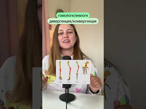 Какие темы по эволюции дают больше всего баллов на ЕГЭ? 