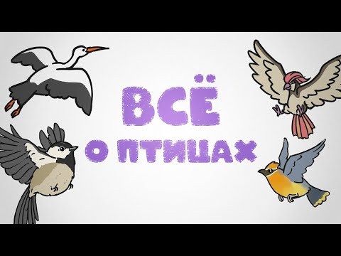 Всё о птицах [Минутка Земли]