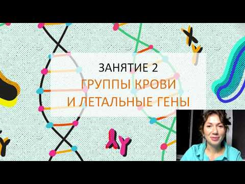 Занятие 2 |  Группы крови и летальные гены