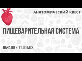 Анатомический Квест | Пищеварительная система