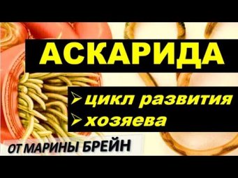 Аскарида |  ЕГЭ, ОГЭ