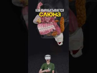 изучаем то, как вырабатывается слюна в нашем организме
