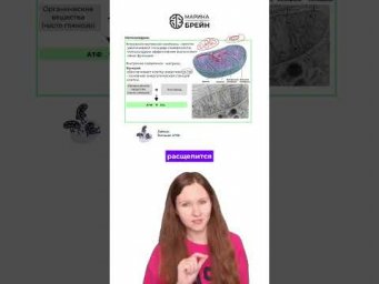 ЗАЧЕМ МЫ ДЫШИМ КИСЛОРОДОМ  тгк: Марина Брейн #егэ2027 #егэбиология