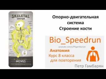 9. Кости (Speedrun анатомия 8 класс, ЕГЭ, ОГЭ 2021)