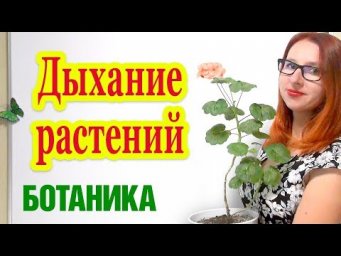 Дыхание растений. Дыхание и фотосинтез.