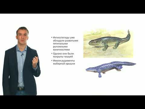Зоология позвоночных. Эволюция позвоночных животных (Семенцов М. В.) Зоология позвоночных. Эволюция позвоночных животных (Семенцов М. В.)