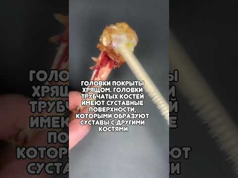Разбираем кость - разбираемся в строении. Наглядность наше все