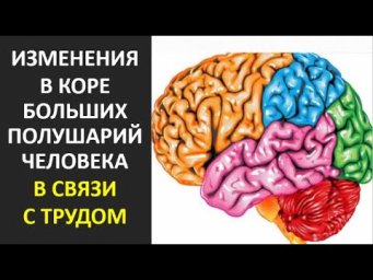 35. Изменения в коре больших полушарий человека в связи с трудом