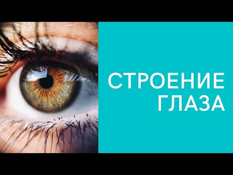 Зрительный анализатор. Строение глаза