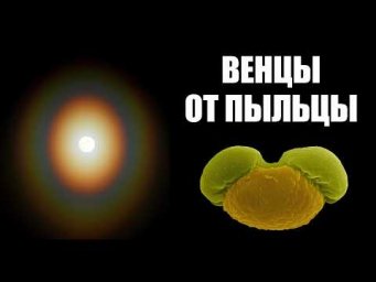 Венцы от сосновой пыльцы