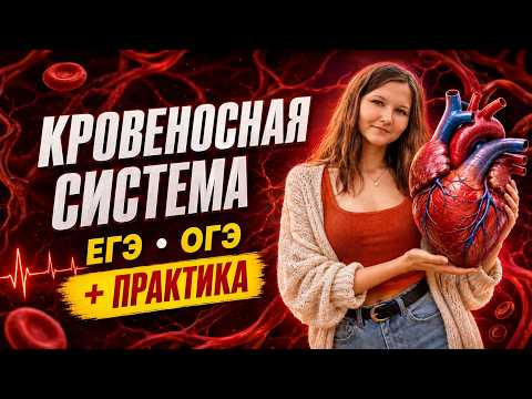 Это есть в каждом КИМе! Кровеносная система ЕГЭ ОГЭ
