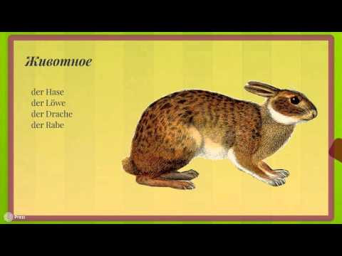 Немецкий. Слабые существительные. Урок 38. Schwache Substantive.