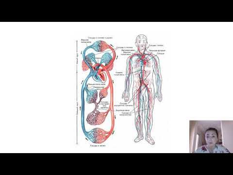 Кровеносная система человека