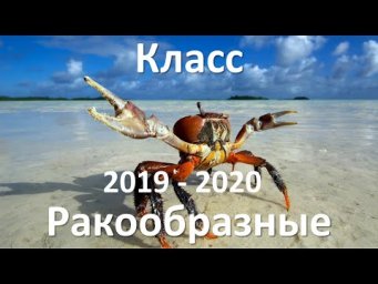 11. Ракообразные (7 класс) - биология, подготовка к ЕГЭ и ОГЭ 2020