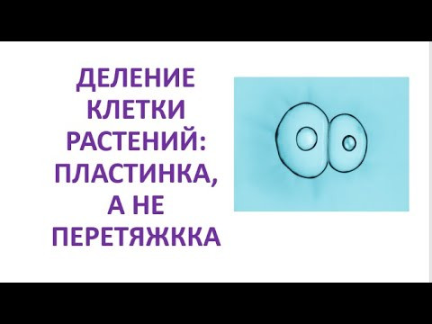 2. Деление клетки растений: пластинка, а не перетяжка 2. Деление клетки растений: пластинка, а не перетяжка