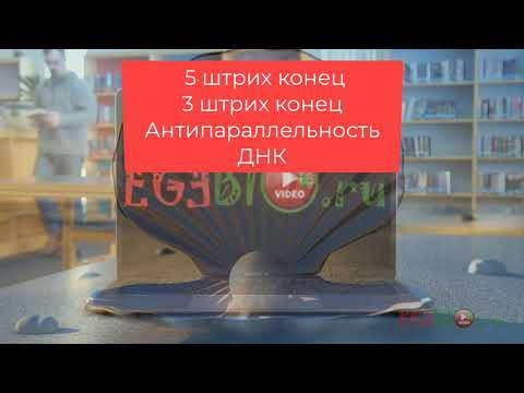 Антипаралелльность ДНК. Видеоуроки биологии на egebio.ru Антипаралелльность ДНК. Видеоуроки биологии на egebio.ru