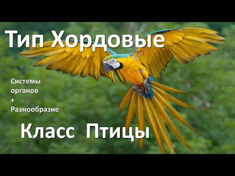 14.2 Птицы часть 2 (7 класс) - биология, подготовка к ЕГЭ и ОГЭ 2019