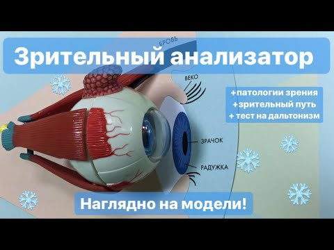 ЗРИТЕЛЬНЫЙ АНАЛИЗАТОР, ГЛАЗ: строение и функции, для ОГЭIЕГЭ. Строение глаза на модели.ЕГЭIОГЭ ЗРИТЕЛЬНЫЙ АНАЛИЗАТОР, ГЛАЗ: строение и функции, для ОГЭIЕГЭ. Строение глаза на модели.ЕГЭIОГЭ