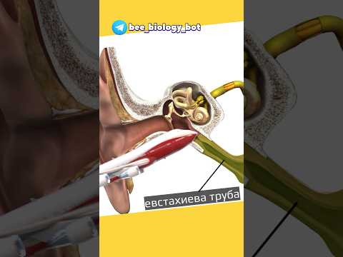 Строение уха, полное видео на канале #биология #егэбиология #органслуха