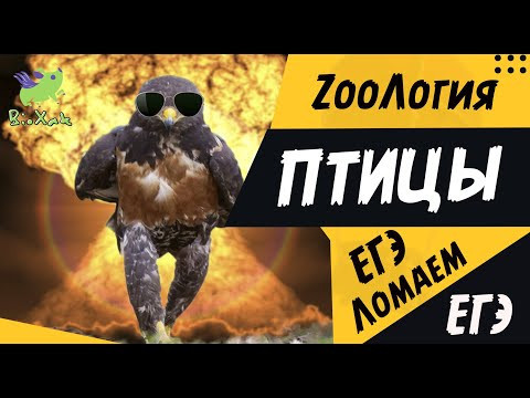Класс Птицы/ скрипт / домашка /BioXak Класс Птицы/ скрипт / домашка /BioXak