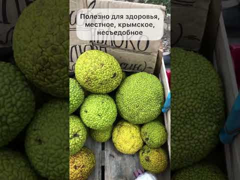 Маклюра, она же лжепельсин Маклюра, она же лжепельсин