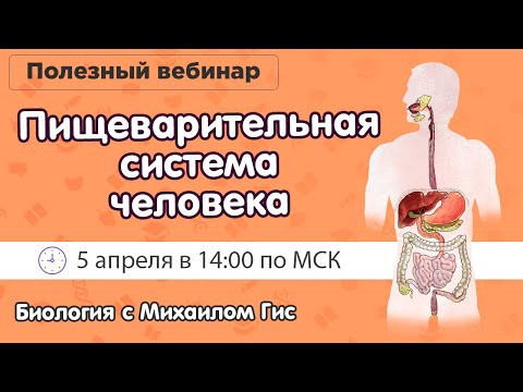 ПИЩЕВАРИТЕЛЬНАЯ СИСТЕМА | ОГЭ ЕГЭ БИОЛОГИЯ ПИЩЕВАРИТЕЛЬНАЯ СИСТЕМА | ОГЭ ЕГЭ БИОЛОГИЯ