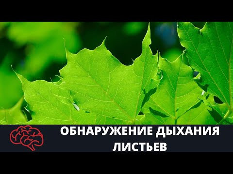 Обнаружение дыхания листьев Опыт