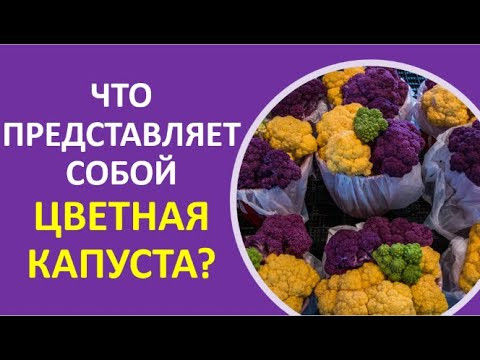 8. Что представляет собой цветная капуста? 8. Что представляет собой цветная капуста?