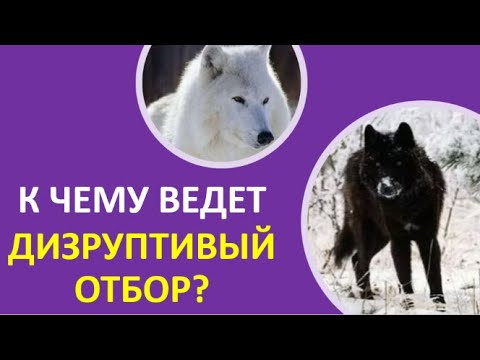 29. К чему ведет дизруптивный отбор?