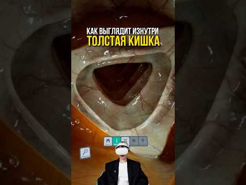 смотрим на органы изнутри 